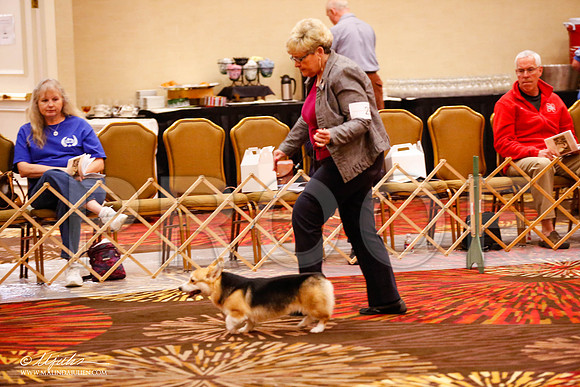 _JJ_0008-HstnCorgiFeb2015-HR3