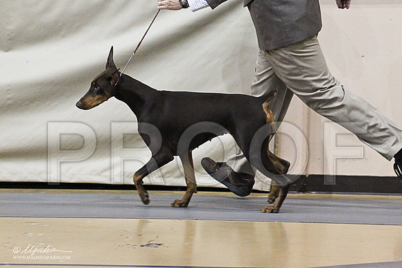 Dobe-0806