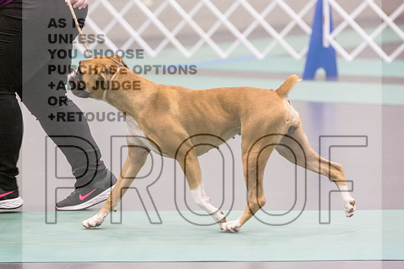 Boxers Ring Fri Ring1_JJL_4905_UKCLNGVIEWOCT2024_2024_HR3