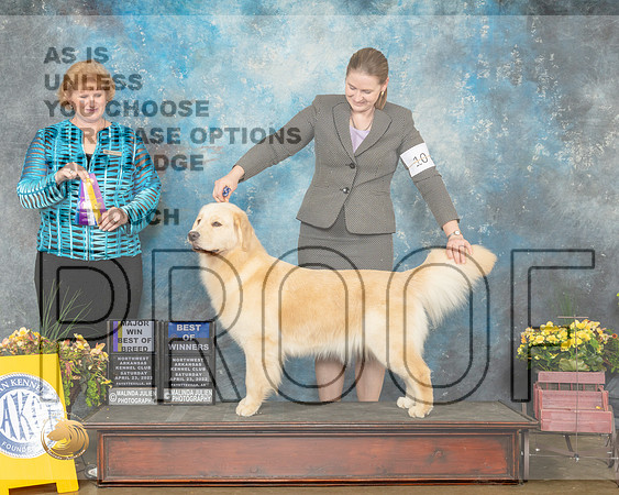 Golden Retriever #10 BOWBOB Judge Betty Nelson-MMJ_0717-NWARK2022-HR3