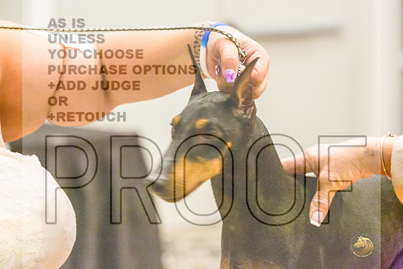 Manchester Terrier MTOY Candids-JJL_2018-Hstn2022_HR3