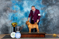 Chinese Shar Pei #12 Fri BOBGCH Judge Sharol Candace Way