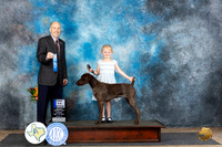 German Shorthaired Pointer #22 Sun 6-91 Judge Larry Abbott