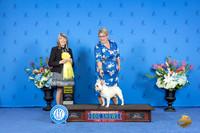 French Bulldog #11 FRI G3 Judge Angela Pickett