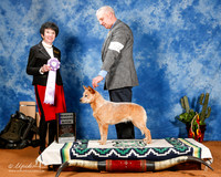 Australian Cattle Dog #52 Fri RWB +A1