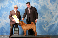 Chinese Sharpei #5 Sat G3 Anders Loretta & Esmae Minne Agent Clint Livingston Judge Edd Bivin