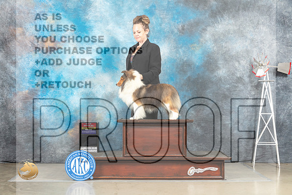 Shetland Sheepdog #8 Sat BOS Judge David Bolus Elk City_MJ_4728_Amarillo_2022_HR3