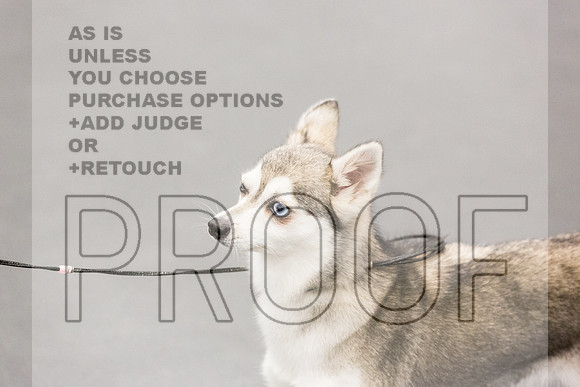 Alaskan Klee Kai Rings Fri Ring 1_JJL_6667_UKCLNGVIEWOCT2024_2024_HR3