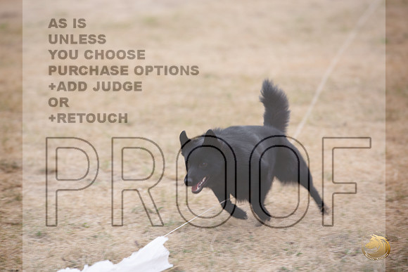 Schipperke Percision Coursing Sat Longview WA 2024_JJL_3771_Longview WA_2024_HR3