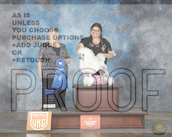 Poodle Miniature #196 Sat Show 1 Judge Mary HappelPoodle Miniature #196 Sat Show 1 Judge Mary Happel_WP_8015e-UKC Midwest Classic Richmond IN 2025-HR3