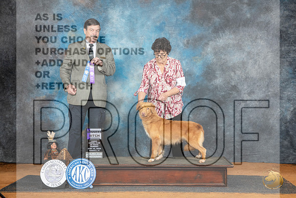 Nova Scotia Duck Tolling Retriever #8 Sun WB Judge Jim Fehring__JP_8432_MARSHALL_2024_HR3