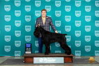 Giant Schnauzer #1141 Fri G1 Judge Deb Allen