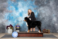 Bernese Mountain Dog #5 Sun BOB Judge Eric Leibes