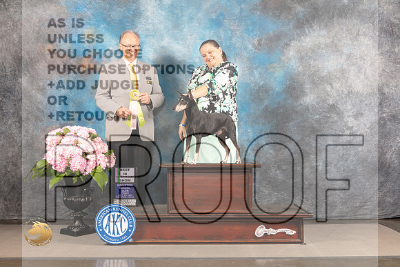 Manchester Terrier #23 FRI BVSweeps Judge Rick Martin_MJ_4958_Houston_2022_HR3