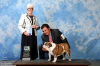 Bulldog #10 Sat 6-9 Bitch Arriaga Rojo Martin Judge Mrs Murrel Purkiser