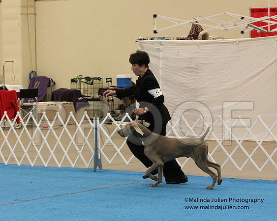 Weim-0570