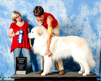 Great Pyrenees Sun G1 Shae Beck Judge F Trammell