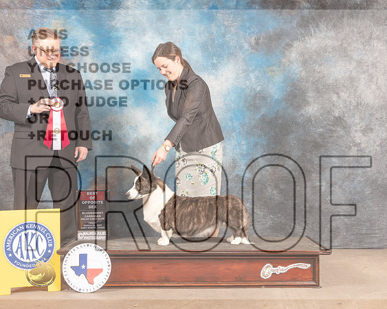 Cardigan Welsh Corgi #14 Fri BOS Judge Patrick Smith-MMJ_7586-FW2022-HR3