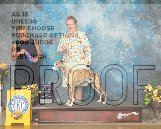 Whippet #9 Fri WDNCh Judge Cathy Daugherty-MMJ_9685-NWARK2022-HR3