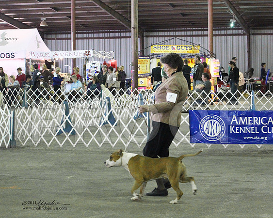 Group Terrier Saturday - 0016