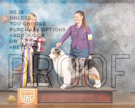 Australian Shepherd #105 Fri1 BISTD Judge Lynn MartinMMJ_5402_Lngvw2022HR3