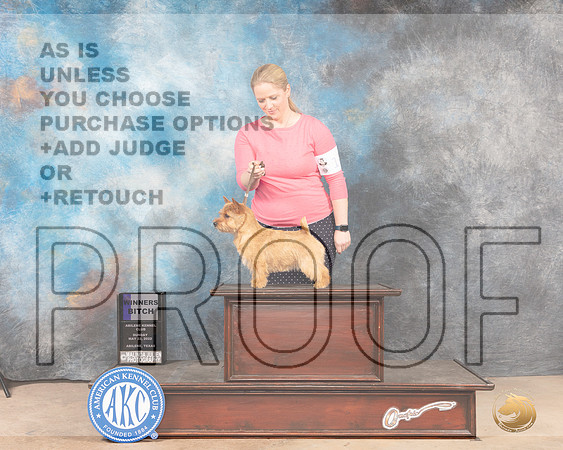 Norwich Terrier #10 Sun WB Judge Mary Carberry-MMJ_4502-Abilene2022-HR3