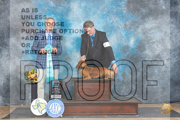 Dachshund Longhaired #7 Sat OHBIS Judge Rick Gschwender__JP_0089_Abilene_2024_HR3