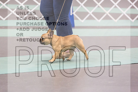 French Bulldog Rings Fri Ring 1_JJL_7088_UKCLNGVIEWOCT2024_2024_HR3