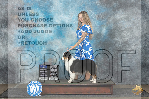 Miniature American Shepherd #5 Monn WDBOWOHBOBCH Judge June Penta__JP_4351_Lubbock_2024_HR3