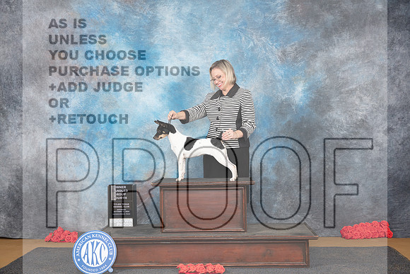 Rat Terrier #8 Sat OHG4 Judge Helen Tomb-Taylor__JP_0317_Sulphur Springs_2024_HR3