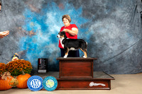 Miniature American Shepherd #12 Sun WBBOSM Judge Steve Keating
