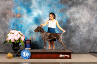 German Shorthaired Pointer #21 SAT OHBOB Judge Steven Keating