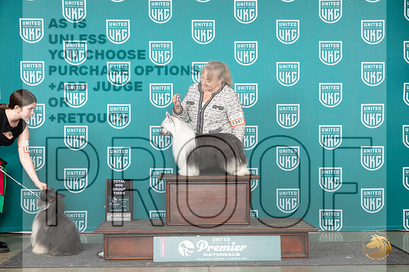 Chinese Crested #1347 Sat TDG3 Judge Carianna Glenn__JP_2651_Premier_2024_HR3