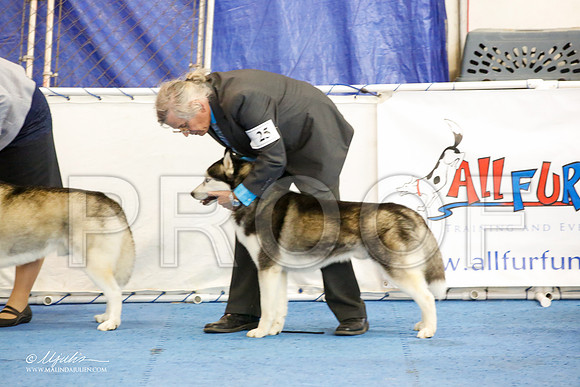 _M3_1270-AddisonHuskyMar2015-HR3