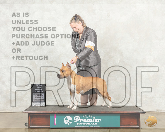 American Pit Bull Terrier #548 Sat TDG4 Judge Mary Ellen Meyer__MJ_8781_Premier_2022_HR3
