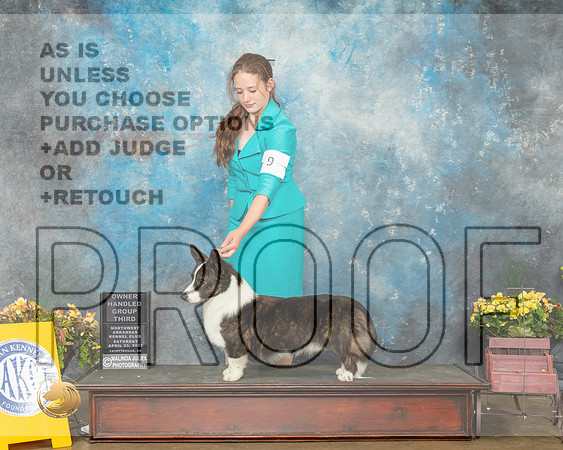 Cardigan Welsh Corgi #9 Sat OHG3 Judge Grace Fritz-MMJ_0671-NWARK2022-HR3