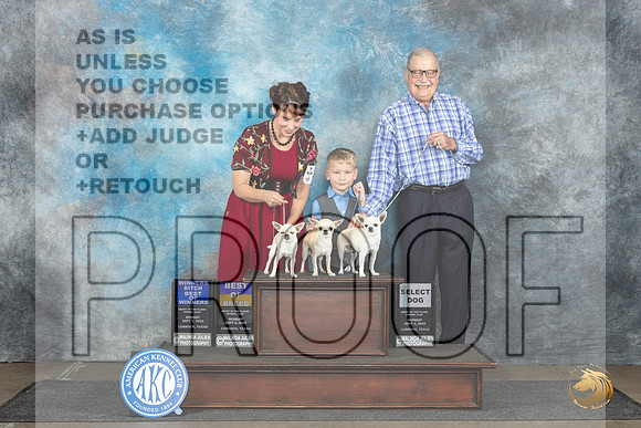 Chihuahua Smooth #5 7 12 Mon WBBOW SD BOB Judge Sharon Newcomb__JP_4334_Lubbock_2024_HR3