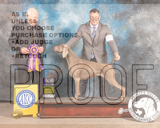 Weimaraner #24 Fri BISS Judge Carmen Battaglia-MMJ_7998-FW2022-HR3