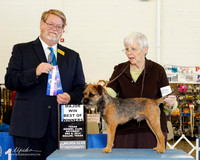 Border Terrier #9 Sat BOW Maj Becker Cassandra F & Alec Pearce Judge Harold Tatro III