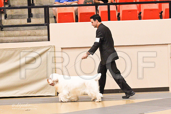 Spaniels(clumber)-4561LR