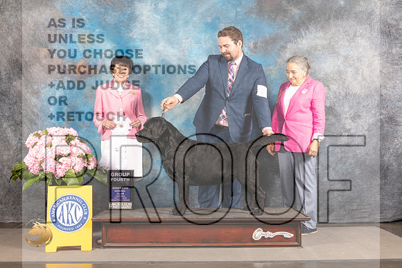 Labrador Retriever #27 Thur G4 Judge Barbara Alderman_MJ_4518_Houston_2022_HR3