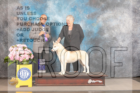 Siberian Husky #6 Thur WB Judge Luis Sosa_MJ_4494_Houston_2022_HR3