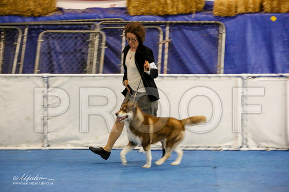 _M3_0322-AddisonHuskyMar2015-HR3