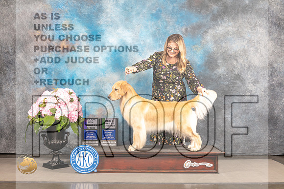 Golden Retriever #78 Sat WBBBE Judge John Wade_MJ_7024_Houston_2022_HR3