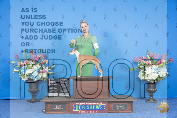Italian Greyhound #12 FRI BOS OHBOB NGC M Judge Nancy Liebes__JP_8927_Houston_2024_HR3