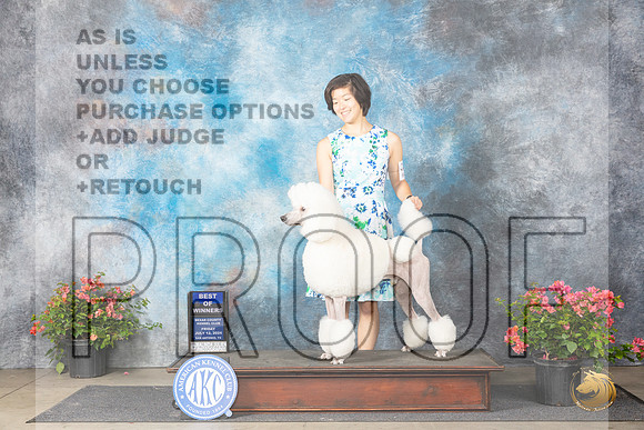 Poodle Std #15 Fri WDBOW Judge Christine Martinez__JP_4121_San Antonio_2024_HR3
