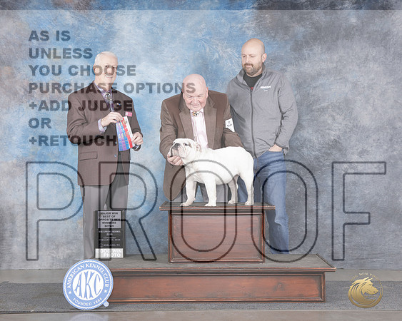 Bulldog #14 Sat WB BOW BOS M Judge Steve Keating__WP_6039e_Midland 2025_HR3