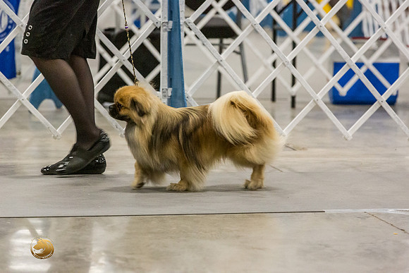 Tibetan Spaniel #20 Rings-JJL_8917-HR3