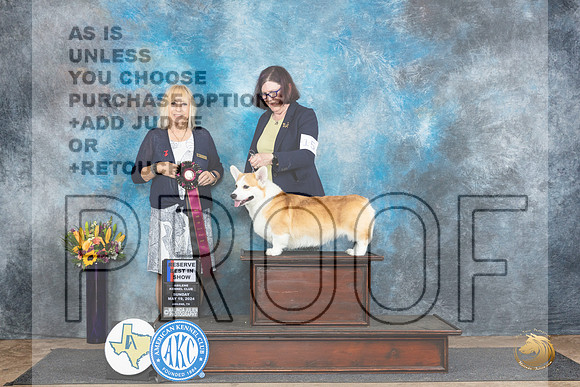 Pembroke Welsh Corgi #15 Sun RBIS Judge Edy Blum__JP_0183_Abilene_2024_HR3