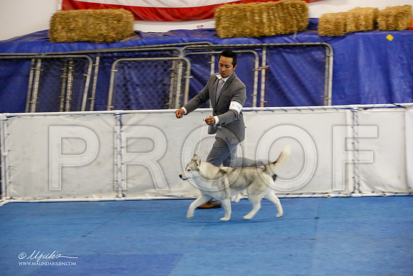 _M3_0623-AddisonHuskyMar2015-HR3